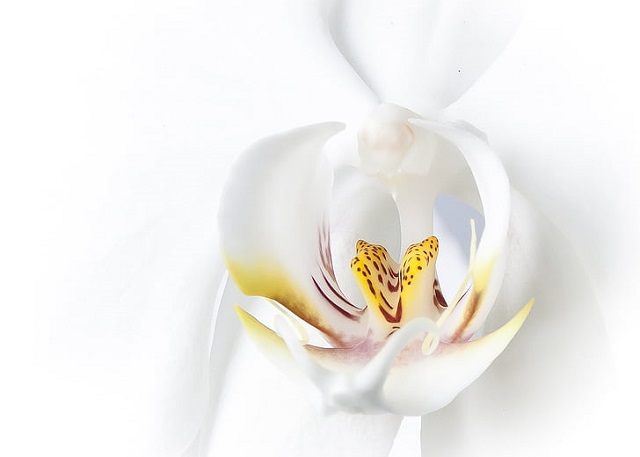 phalaenopsis-orchid-white-phalaenopsis-orchid-preview.jpg