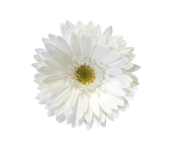 15-gerbera-swanlake-weiss.jpg