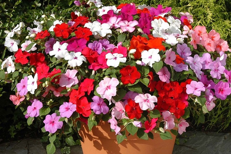 карликовый бальзамин
