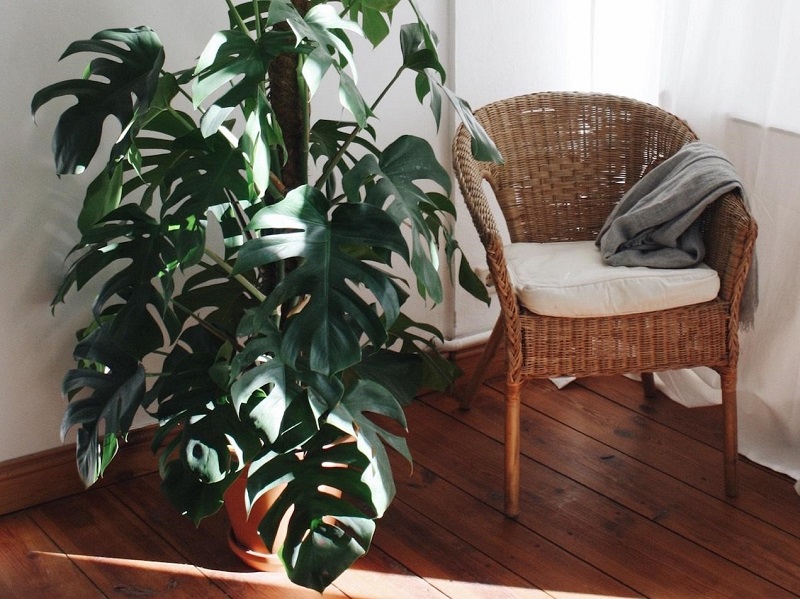 xmonstera_5.jpg.pagespeed.ic.ub2LDjkFu6.jpg