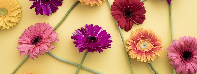 gerbery-colorful-pink-gerbera-spring-flowers-tsvety.jpg