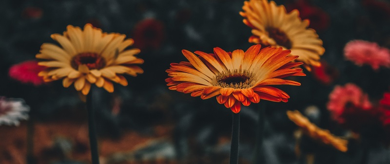 gerbera_flower_blur_stem_119330_2560x1080.jpg