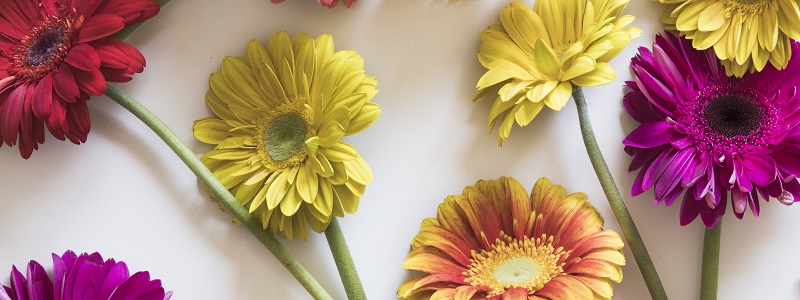 gerbery-colorful-pink-flowers-spring-gerbera-tsvety-4.jpg