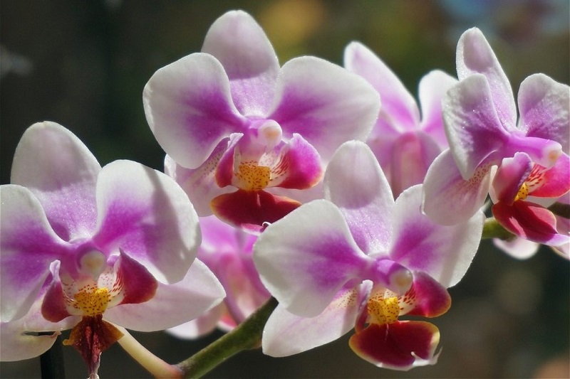 hybrid_phalaenopsis_phalaenopsis.jpg