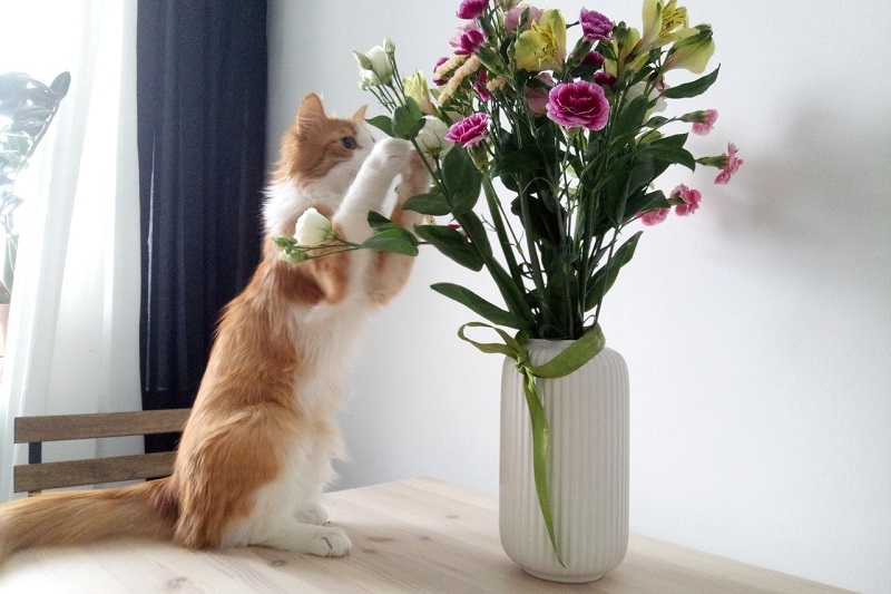 кошка играет