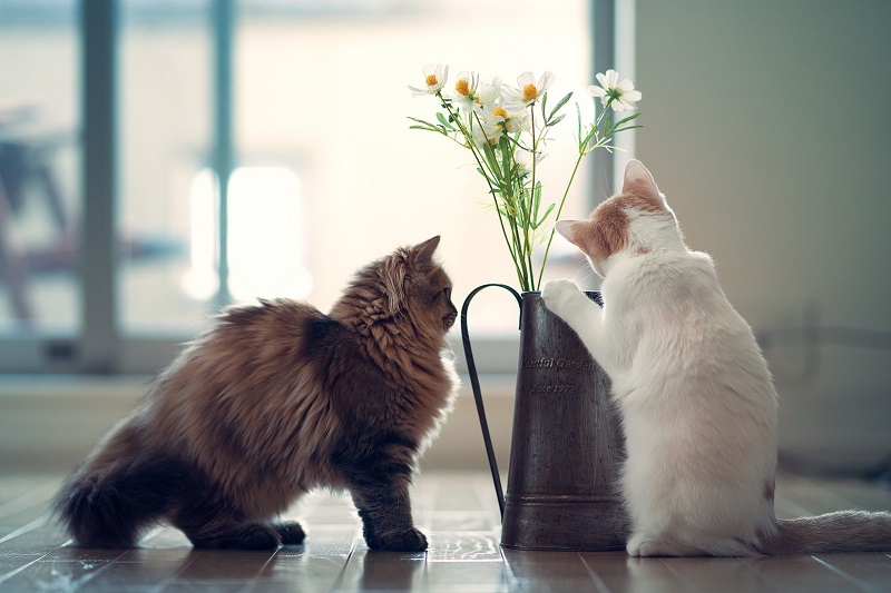 растения для кошек