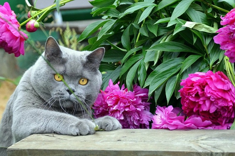 кошка среди растений