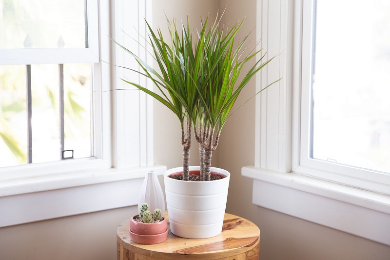 grow-dracaena-marginata-indoors-1902749-2-983c52a2805144d899408949969a5728-2048x1365.jpg