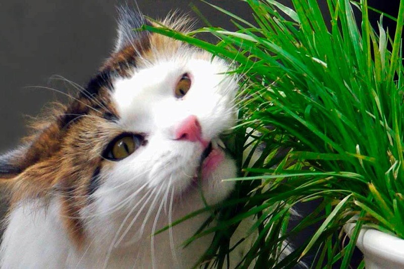 art-flower-cat-01.jpg