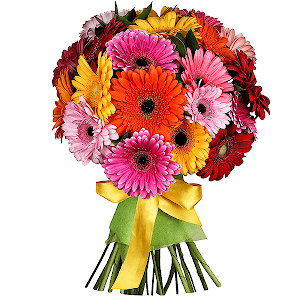 21 Gerberas with delivery Vologda