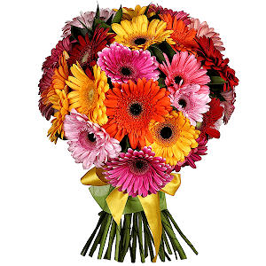 25 Gerberas with delivery Vologda