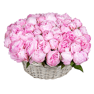 Basket of 51 delicate peonies with delivery Vologda