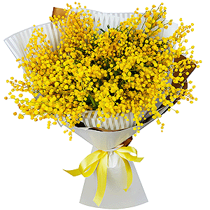 Bouquet of mimosa with delivery Vologda