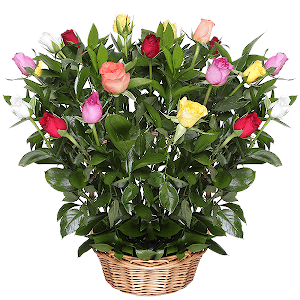 Rose 40 cm - 25, Ruscus, Oasis, Medium Basket