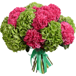 Arrangement of 20 hydrangea flowers with delivery Vologda