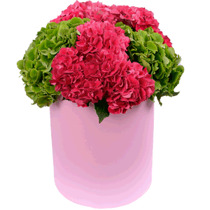 Hydrangeas in a hatbox with delivery Vologda