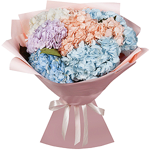 7 hydrangeas with delivery Vologda