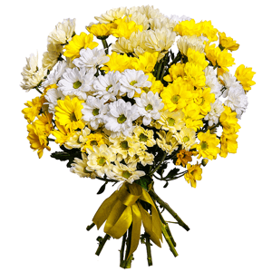 13 Daisy Poms with delivery Vologda