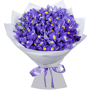 Irises - 35, Wrapping Paper, Ribbon