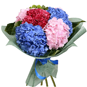 Bouquet of colorful hydrangeas with delivery Vologda