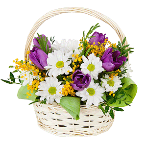 Sunny march with delivery Vologda