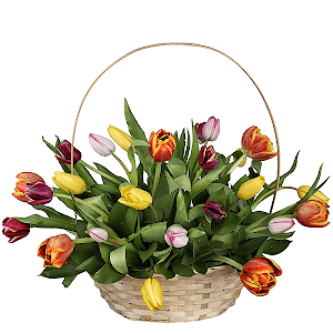 Orange tulip - 11, Red tulip - 10, Yellow tulip - 12, Pink tulip - 8, Ruscus, Oasis, Large Basket
