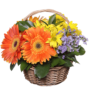 Bacardi Yellow Spray Chrysanthemum - 3, Gerbera daisies - 5, Blue Statice, Oasis, Ruscus, Medium Basket