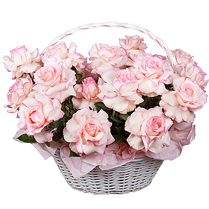 Pink Paradise with delivery Vologda