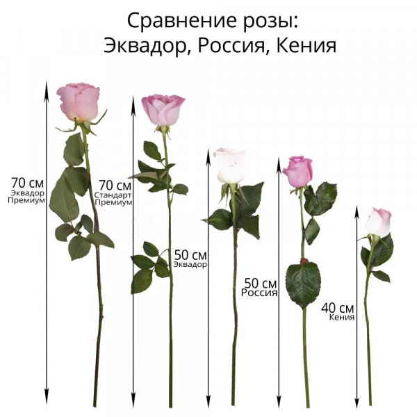Роза Россия розовая 40 см - 9, Лента, Современная упаковка