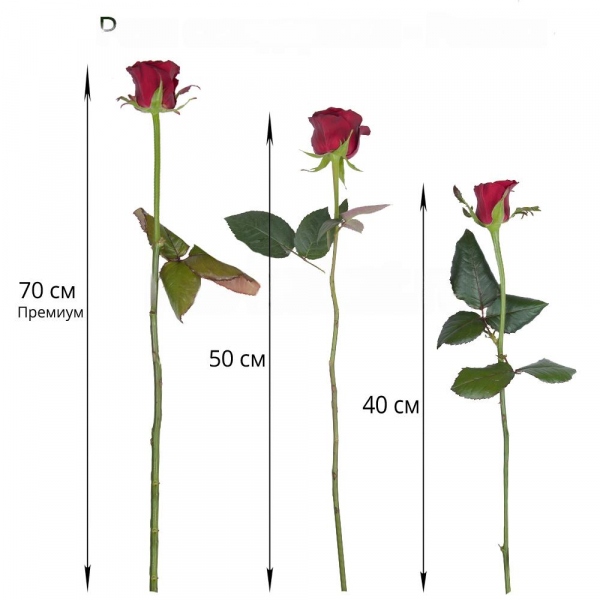 Red rose 50 cm - 9, Wrapping Paper