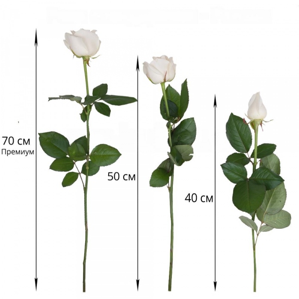 White rose 50 см. - 15, Wrapping Paper