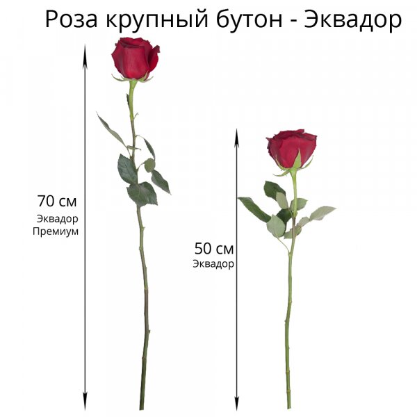 Rose Red 50 cm Ecuador - 15, Wrapping Paper