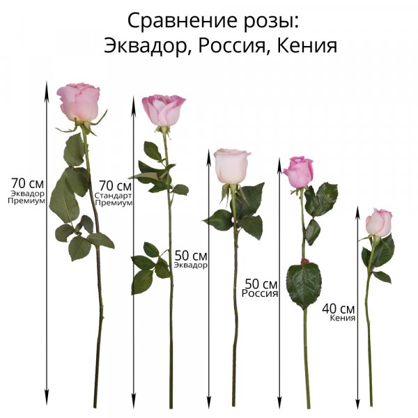 Rose Red 50 cm Ecuador - 15, Wrapping Paper